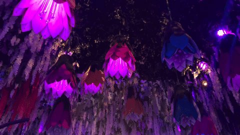 LED flowers opening and changing colour